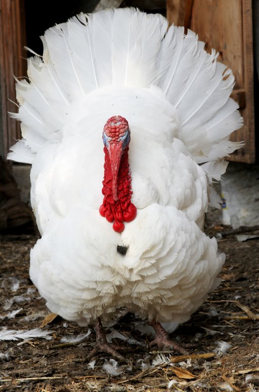 Premium Pasture-Raised Whole Turkey (Broad-Breasted White Breed)