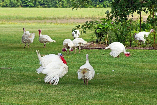 Premium Pasture-Raised Whole Turkey (Broad-Breasted White Breed)
