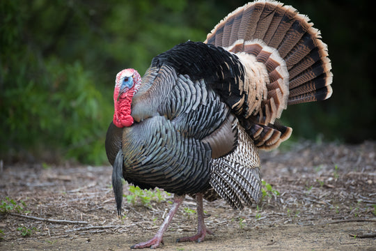 *Heritage Breed* Premium Pasture-Raised Whole Turkey
