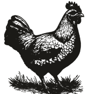 Engraving of chickens