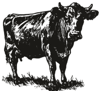 Engraving of cattle
