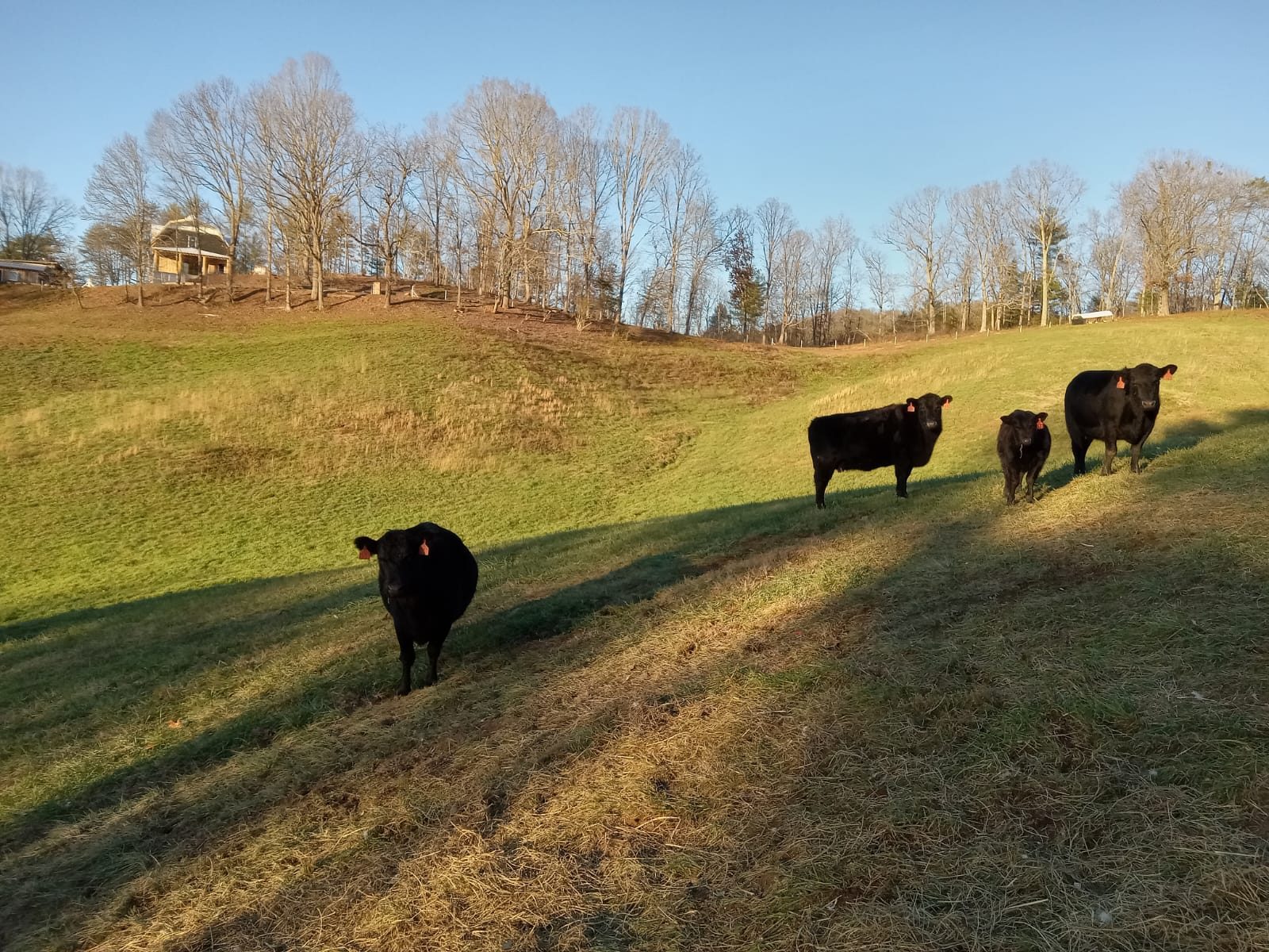 Cows on a grassy hillside in low evening light
