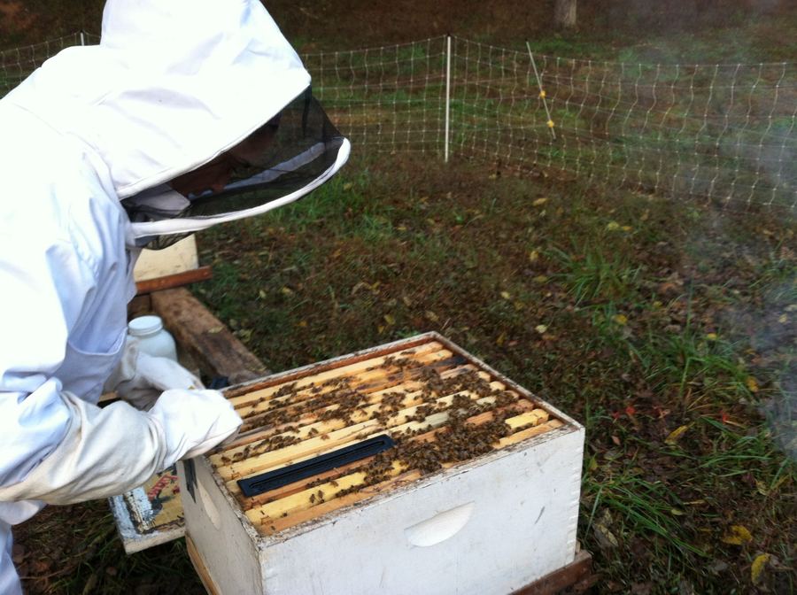 A beekeeper in a white suit lifting the lid off a white hive
