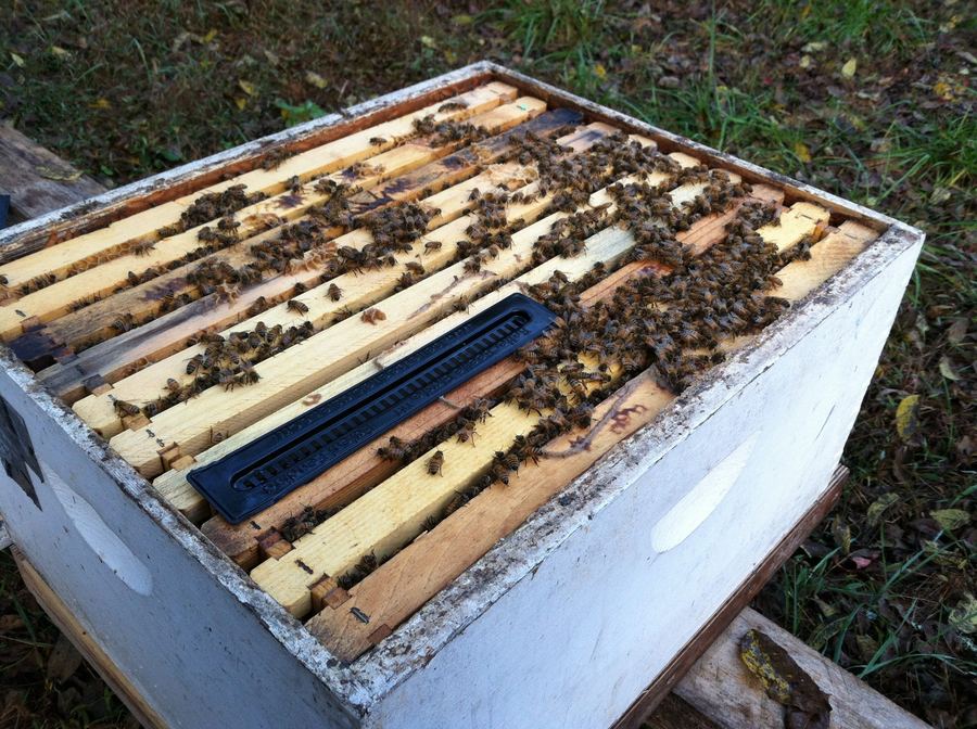 Bees covering the frames inside an open hive