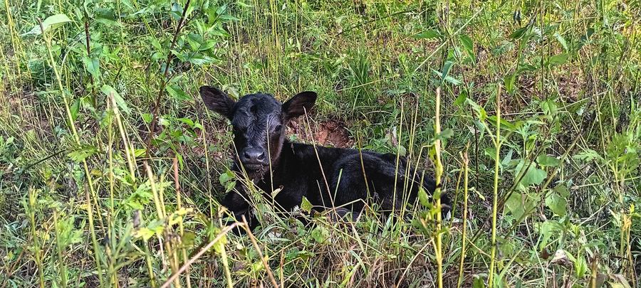 A black calf lying in tall grass