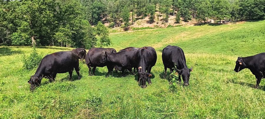 Black cattle grazing on bright green pasture with trees behind