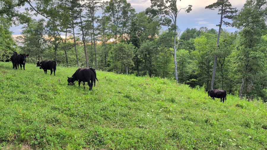 Black cattle scattered across a green hillside under trees