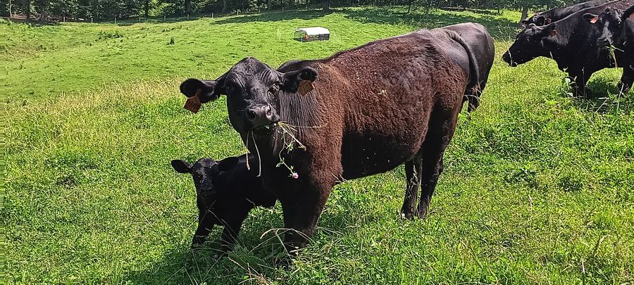 A brown cow and a small calf standing in green pasture