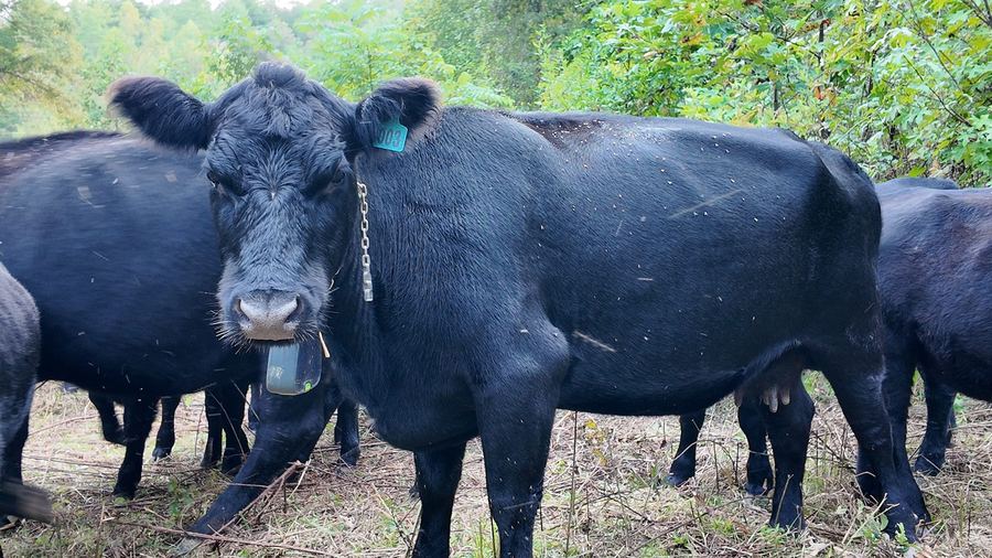 A black cow looking at the camera, with more cattle behind her