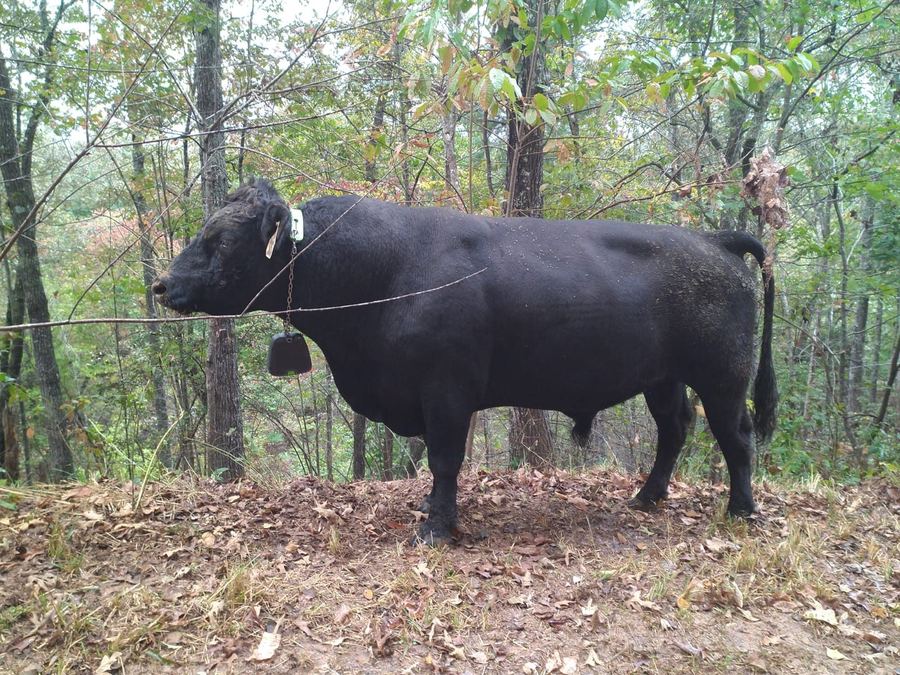A black cow wearing a bell, standing on leaves at the edge of the woods