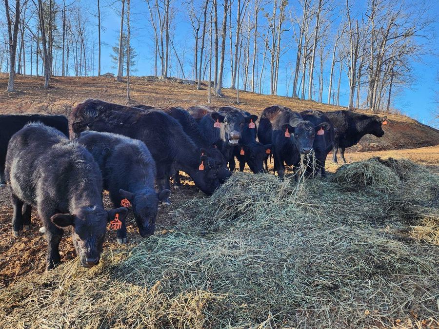 Black cattle eating from a pile of hay, with bare trees behind them