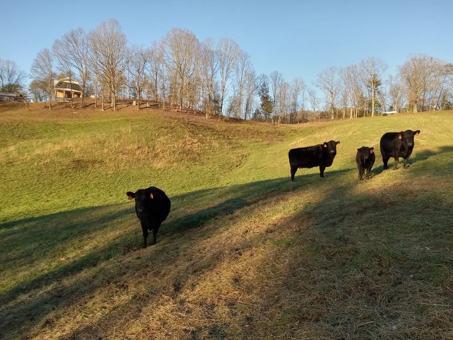 Cows on a grassy hillside in low evening light