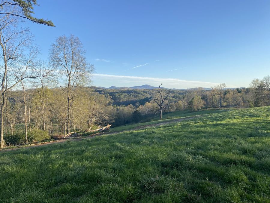 A green slope with bare trees under a blue sky