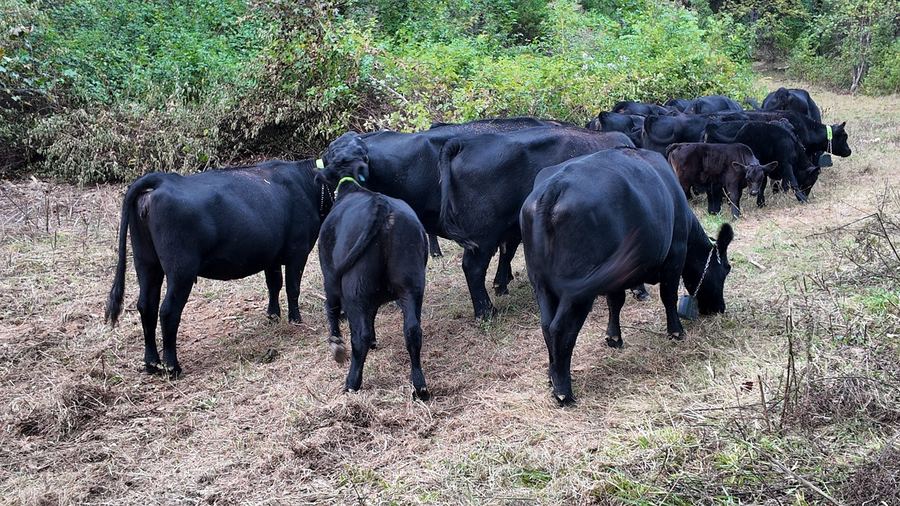 A group of black cattle standing on bare ground at the edge of the woods