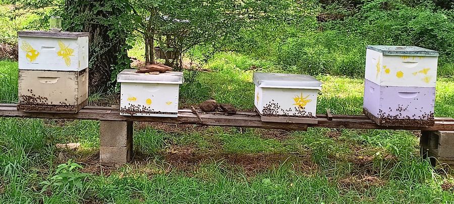 Four hives on a wooden bench in a green clearing