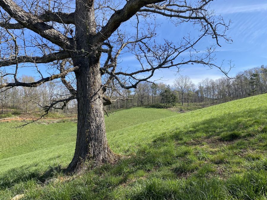 An old oak standing on a pasture hillside against a blue sky