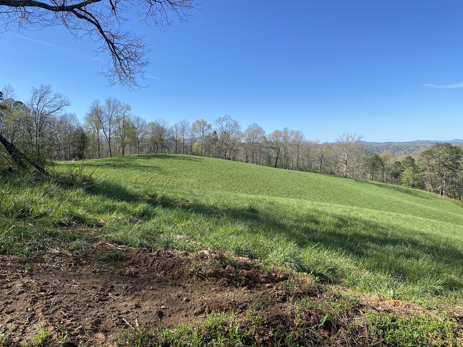 Green pasture with a patch of bare dirt in front and trees behind
