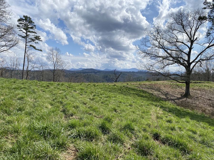 A green hillside with the long shadow of a bare oak