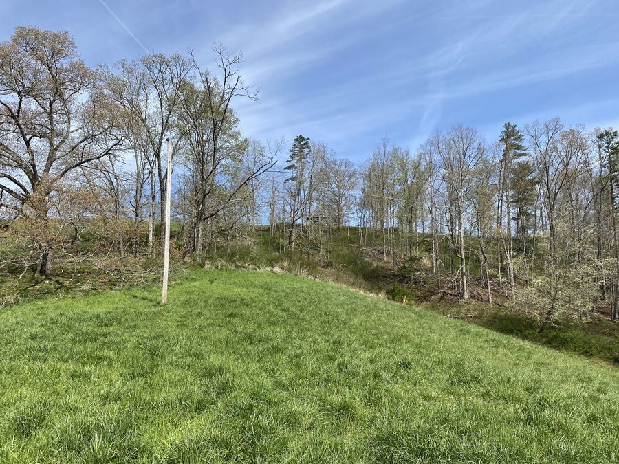 Pasture, thin trees and a blue sky in early spring