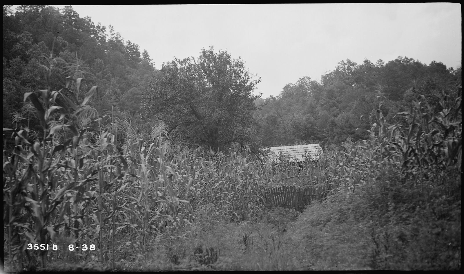 Fate Morrow's cabin beyond a field of tasseled corn