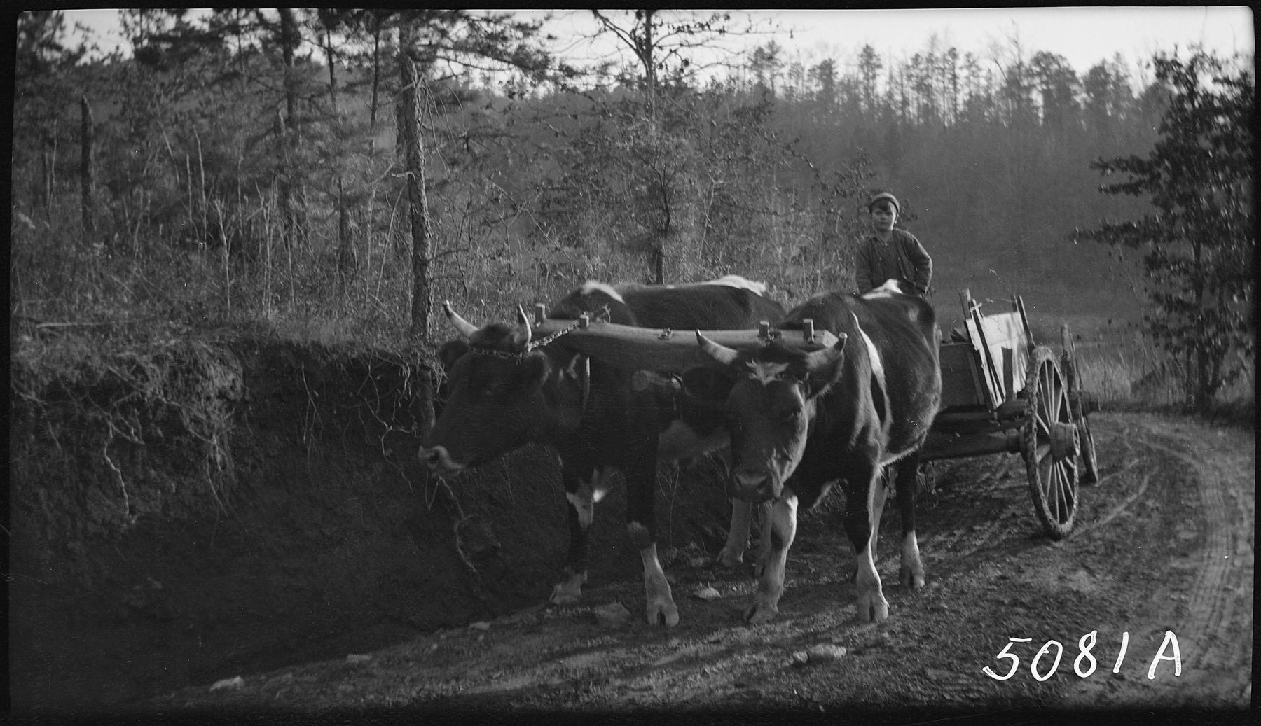 J.E. Hogshed driving a team of steers with a cart