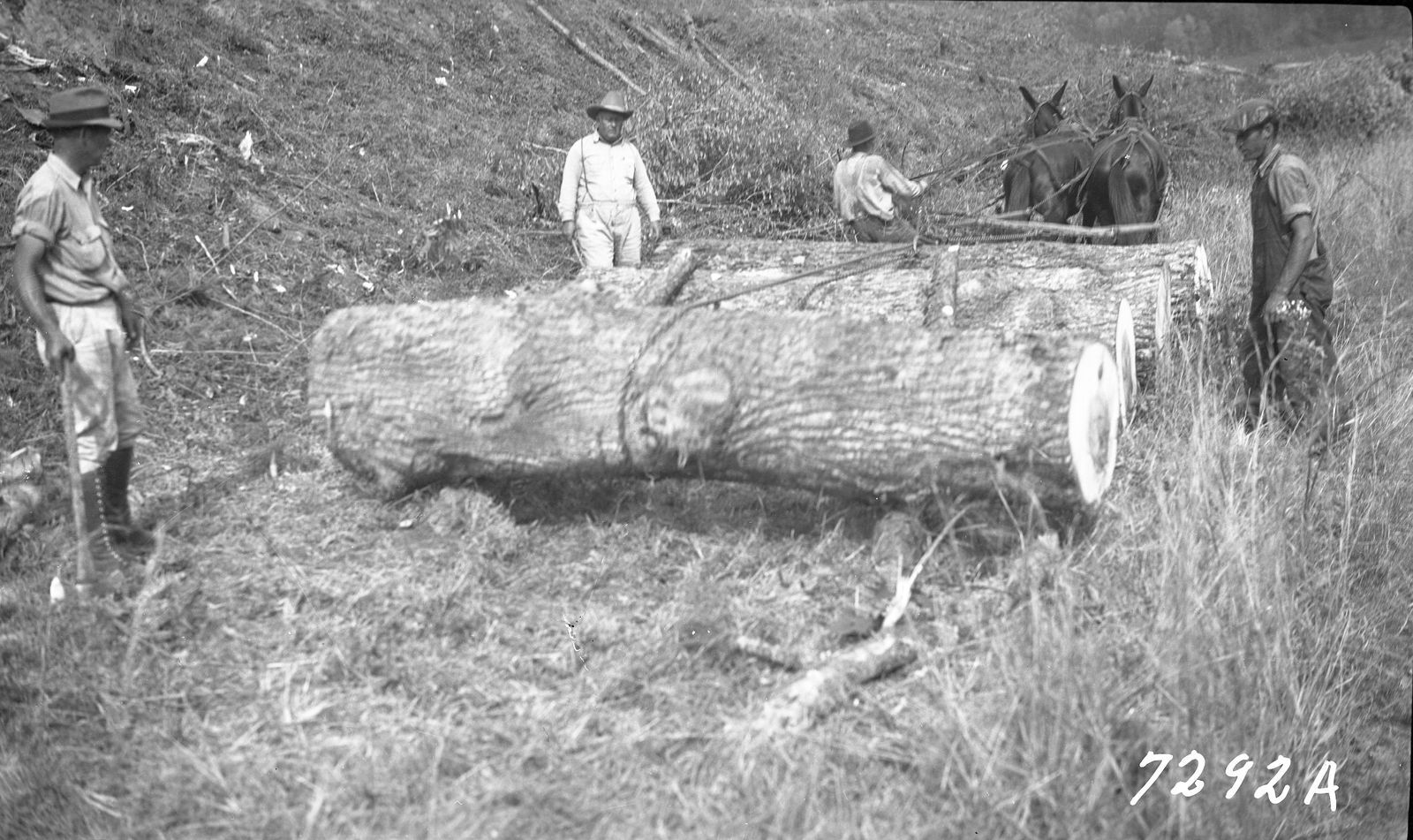 A mule team snaking a large log, 1939