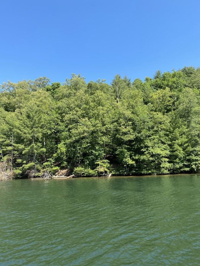 Green trees along the lake shore