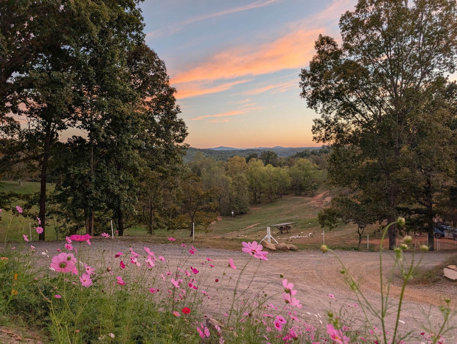 Cosmos blooming at sunset over Highgrove's pastures