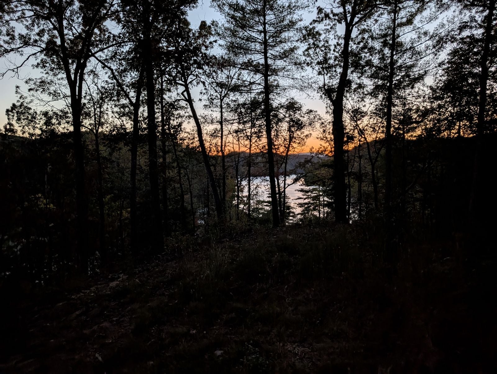 Dusk through the pines toward the lake