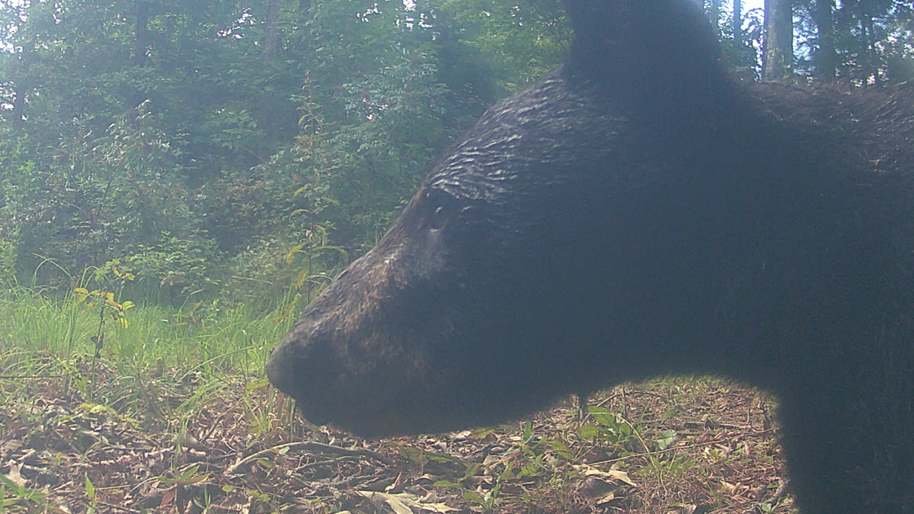 A black bear in close profile at the edge of a sunlit woodland clearing.