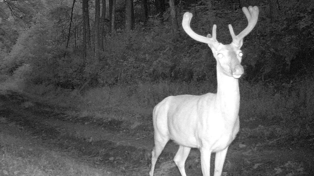 Infrared trail-camera frame of a white-tailed buck with a large rack standing on a woods road at night.