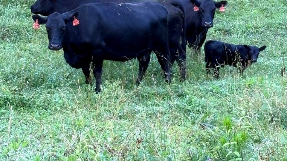 Three black cows with orange ear tags look toward the camera, a small calf beside them on a grassy slope.