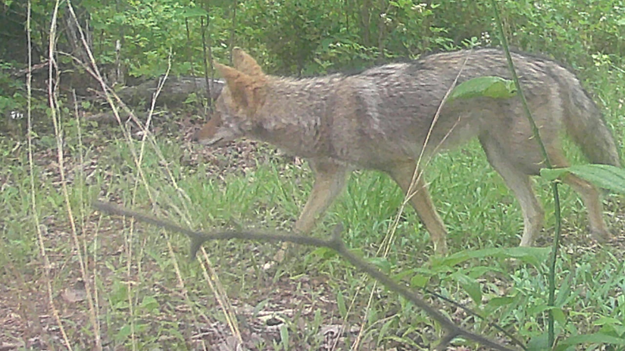 A coyote walks through a green clearing at the edge of the woods.