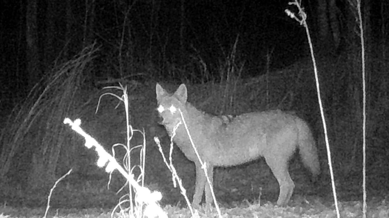 Infrared trail-camera frame of a coyote standing in a woodland clearing before dawn, looking toward the lens.