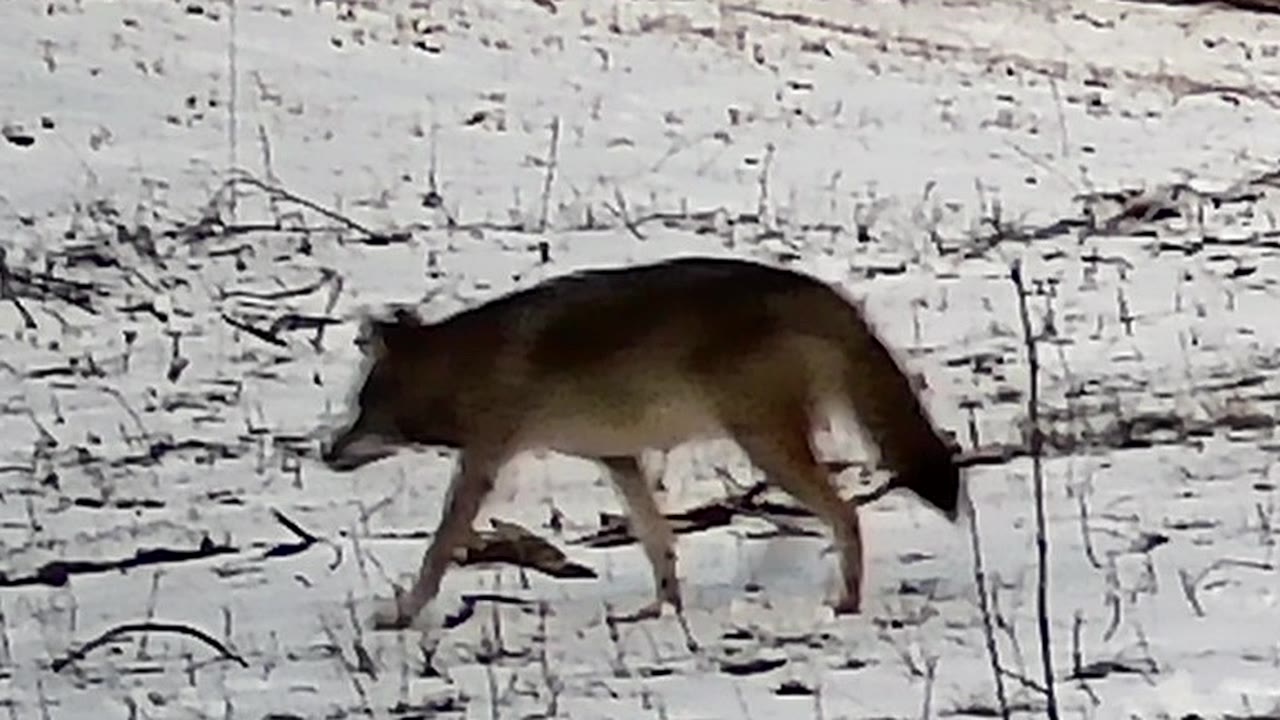 A coyote trots across a snow-covered field at the edge of the woods.