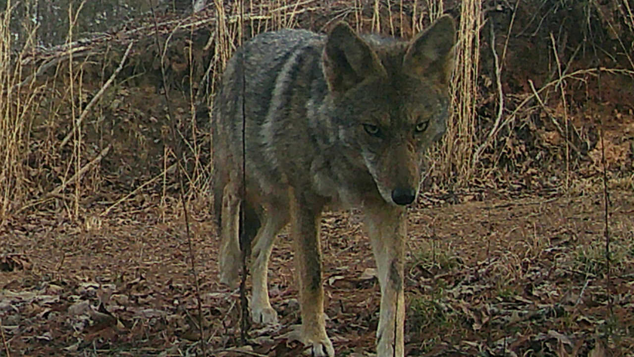 A coyote walks along a leaf-covered forest trail toward the camera in morning light.