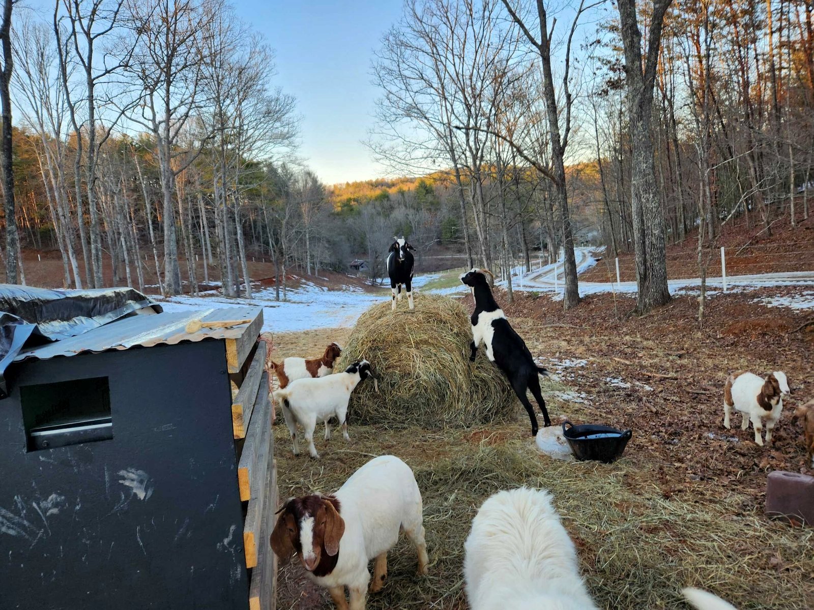 Goats around a hay bale in a winter paddock, one standing up on the bale, with a white dog in the foreground and snow in the valley behind.