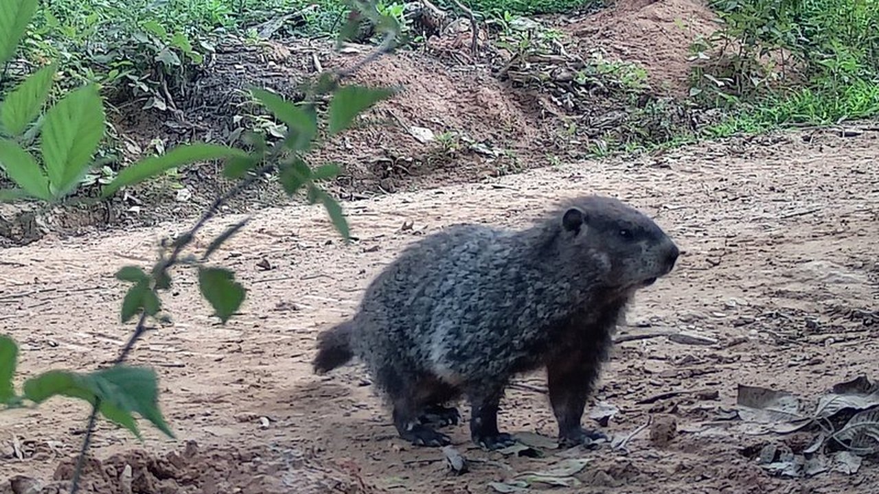 A groundhog close to the camera on bare ground in front of green brush.