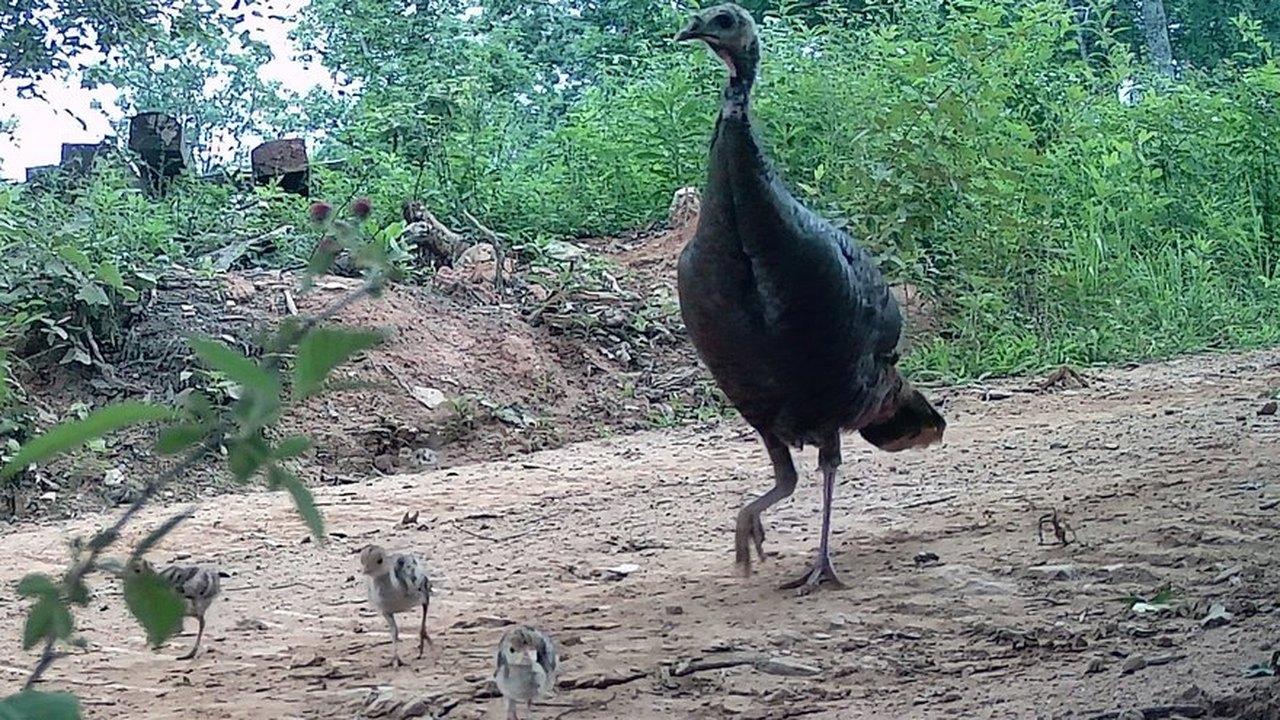 A wild turkey hen stands at the edge of the woods with small poults at her feet.