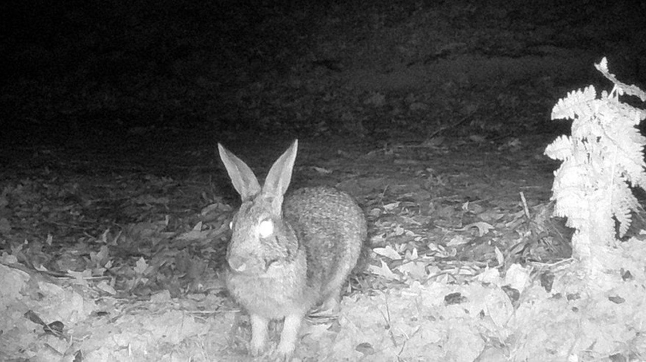 Infrared frame of an eastern cottontail rabbit sitting in leaf litter at night.
