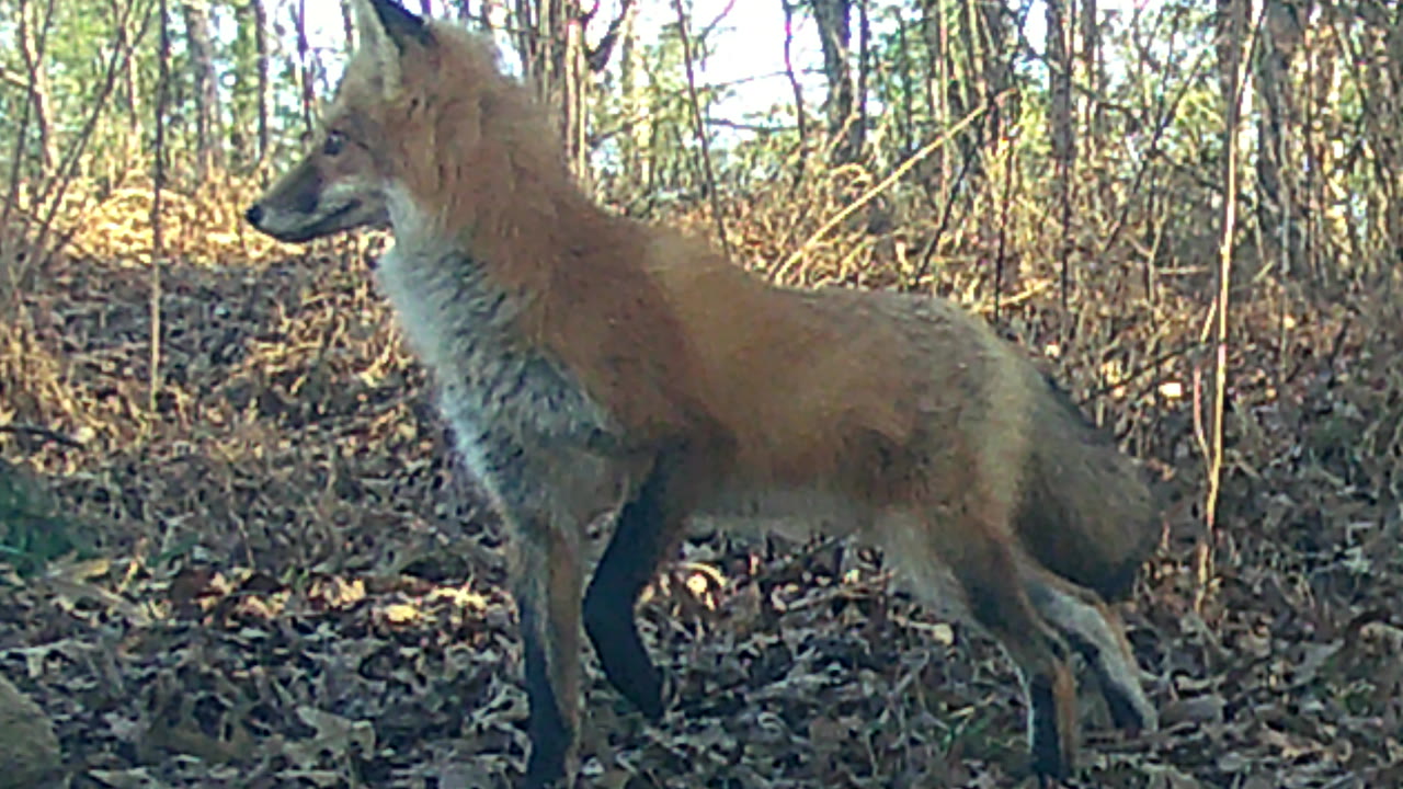 A red fox walks across a leaf-covered slope in daylight.