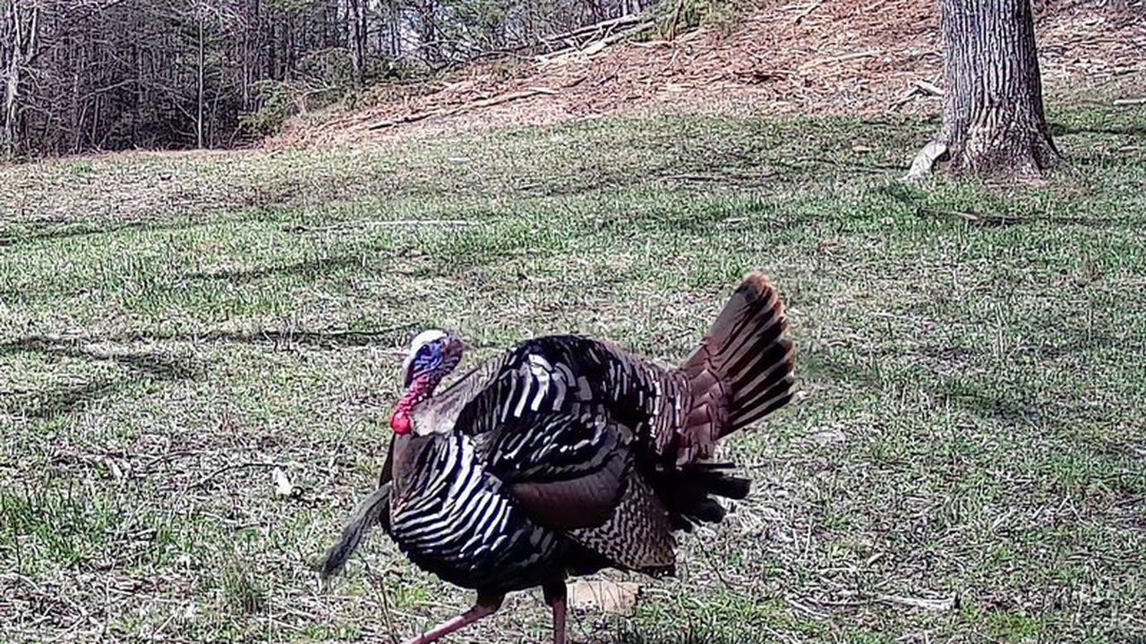 A wild turkey tom with his tail fanned walks across a winter pasture.